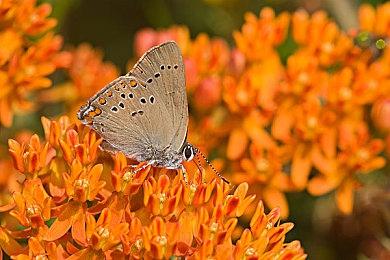 《怪物猎人：荒野》更新将加入DLSS 4和FSR 4支持